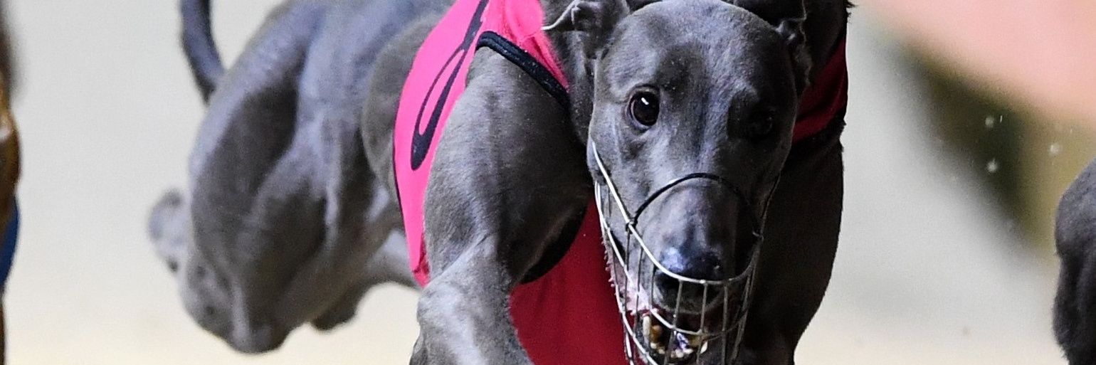 Mr. Bob Dobalina banner