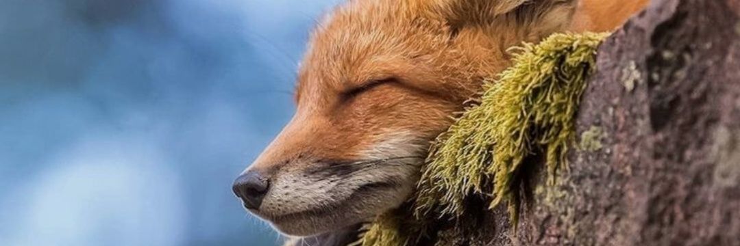 Wiwi531's profile banner image