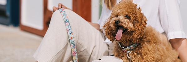 Brottdog's profile banner image
