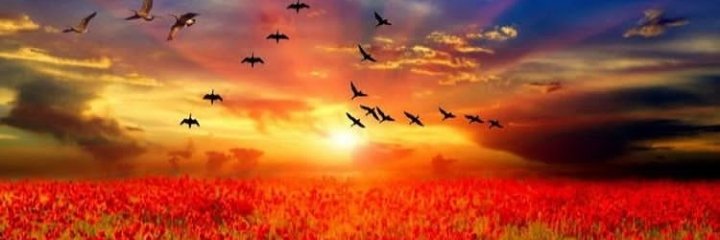 NeeseeMcilongo banner