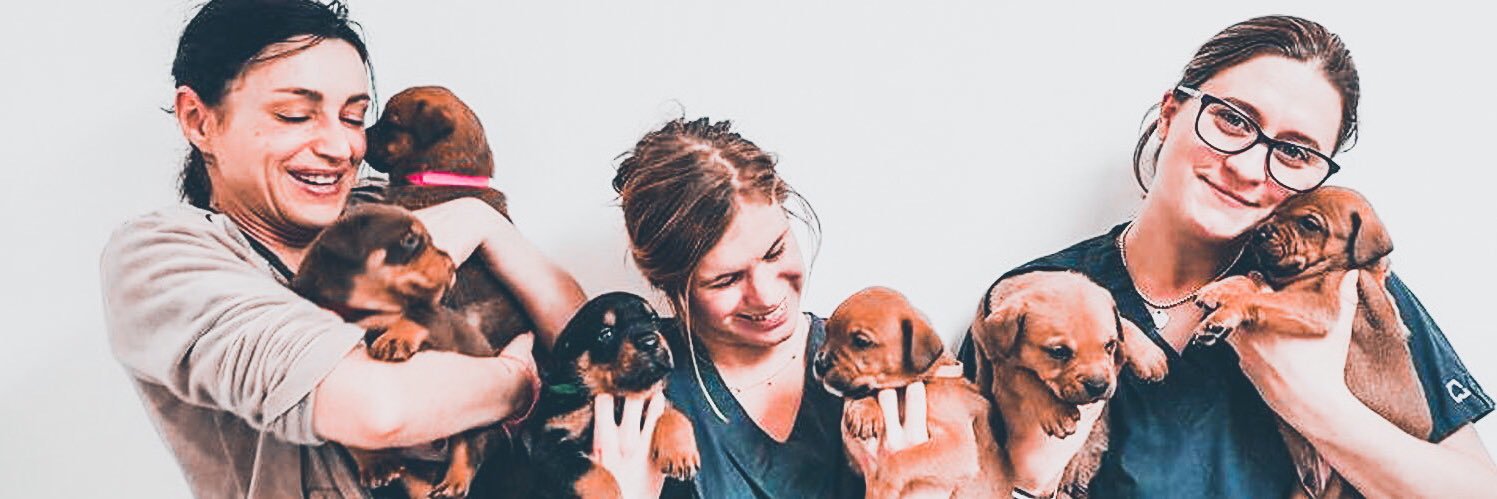 The London Animal Hospital banner