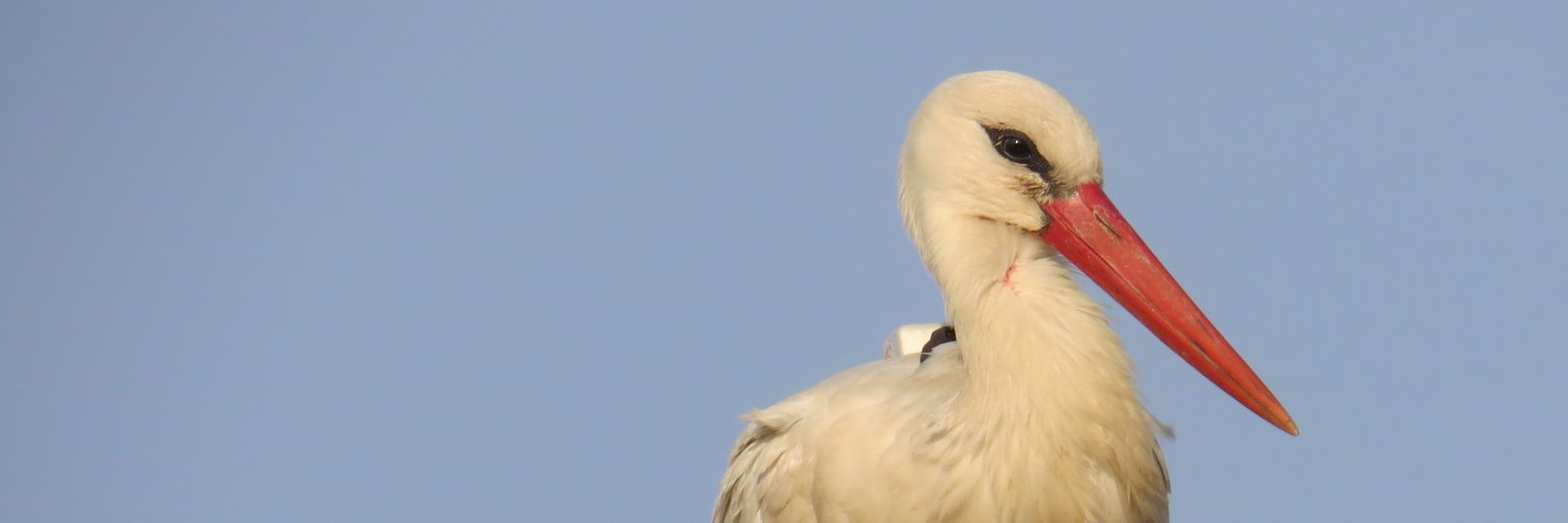 Movetech Telemetry banner