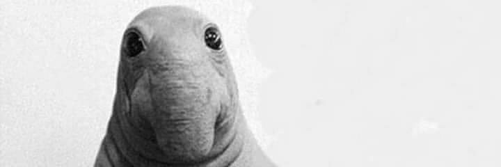 l l l banner
