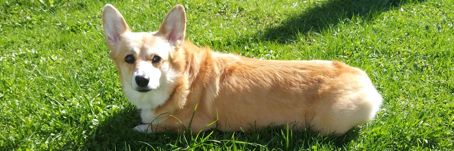 Rumdoge's profile banner image