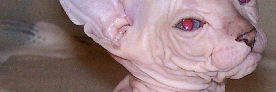 aphrodizyy's profile banner image