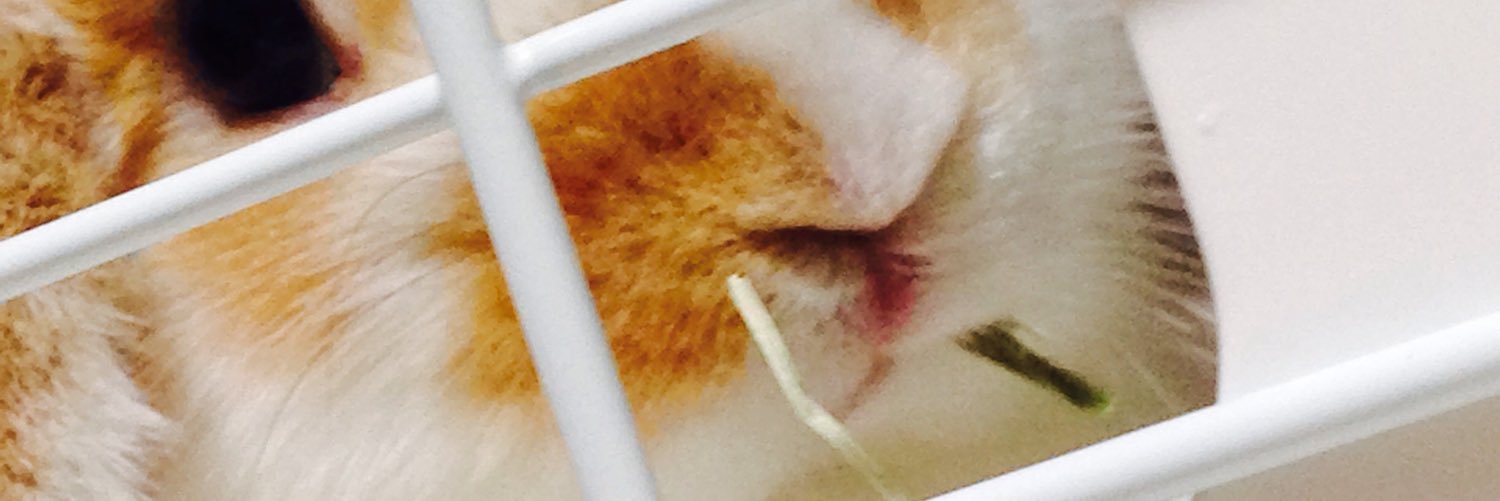 toramaru_rabbit's profile banner image