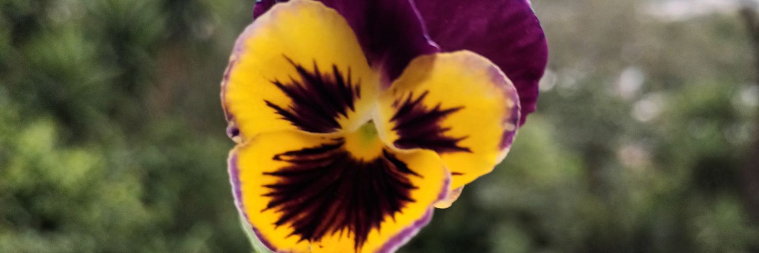 ed_more's profile banner image