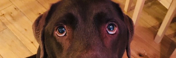 DomCallaghan Profile Banner