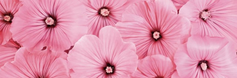 alanaxrippey's profile banner image