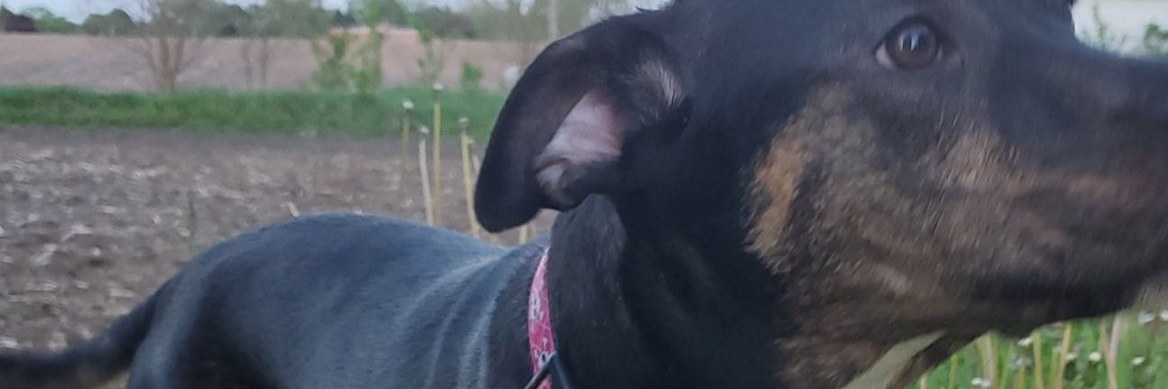 Josie Bergroschtje banner