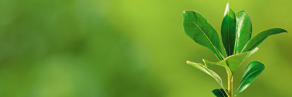 PlantMeGreen banner