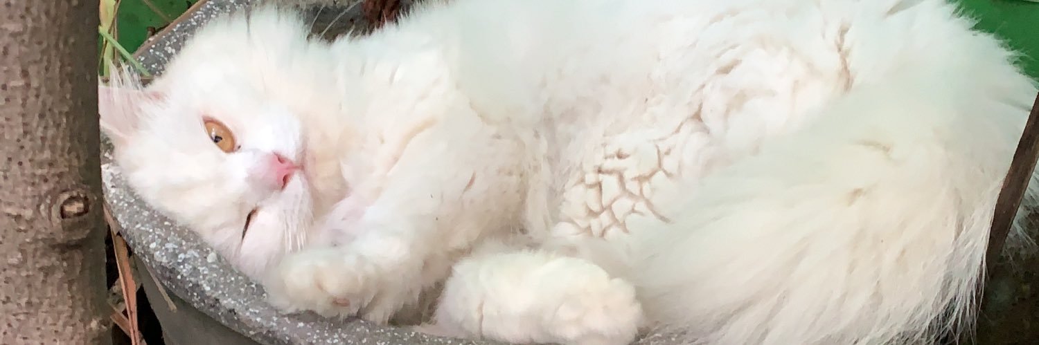 moncaweebotmi's profile banner image