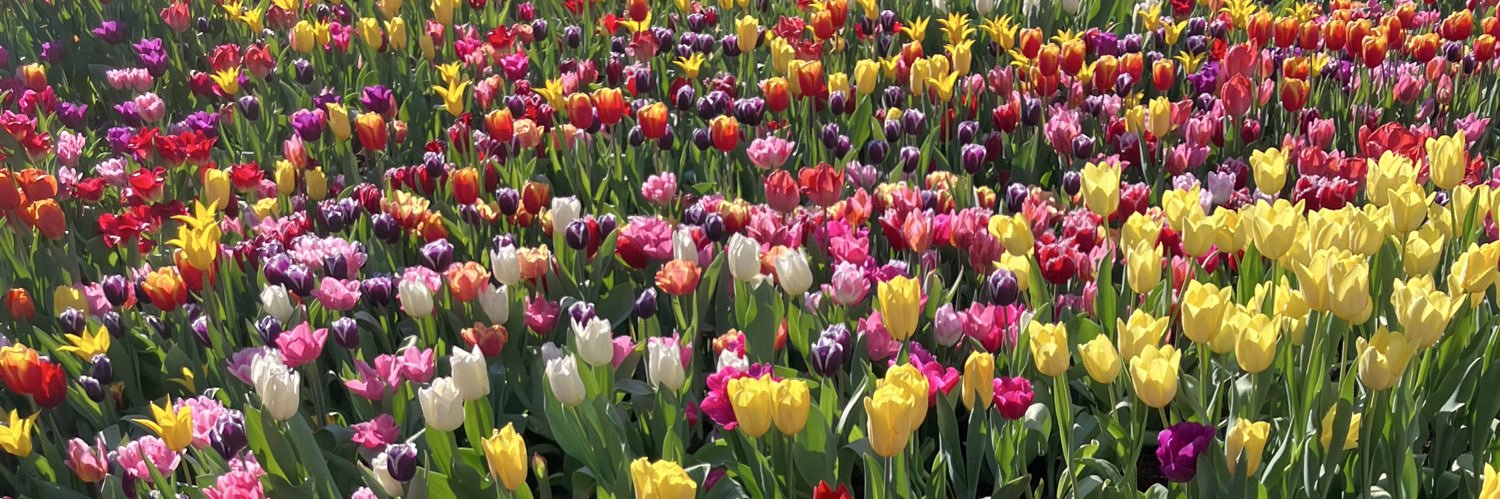 Ellen van Heek - van den Noort banner