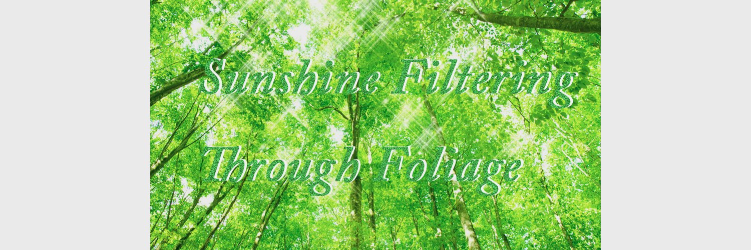 木漏れ日 banner