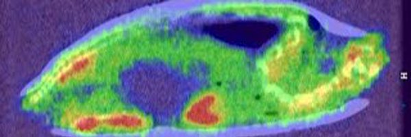 SLUCompPhys Profile Banner