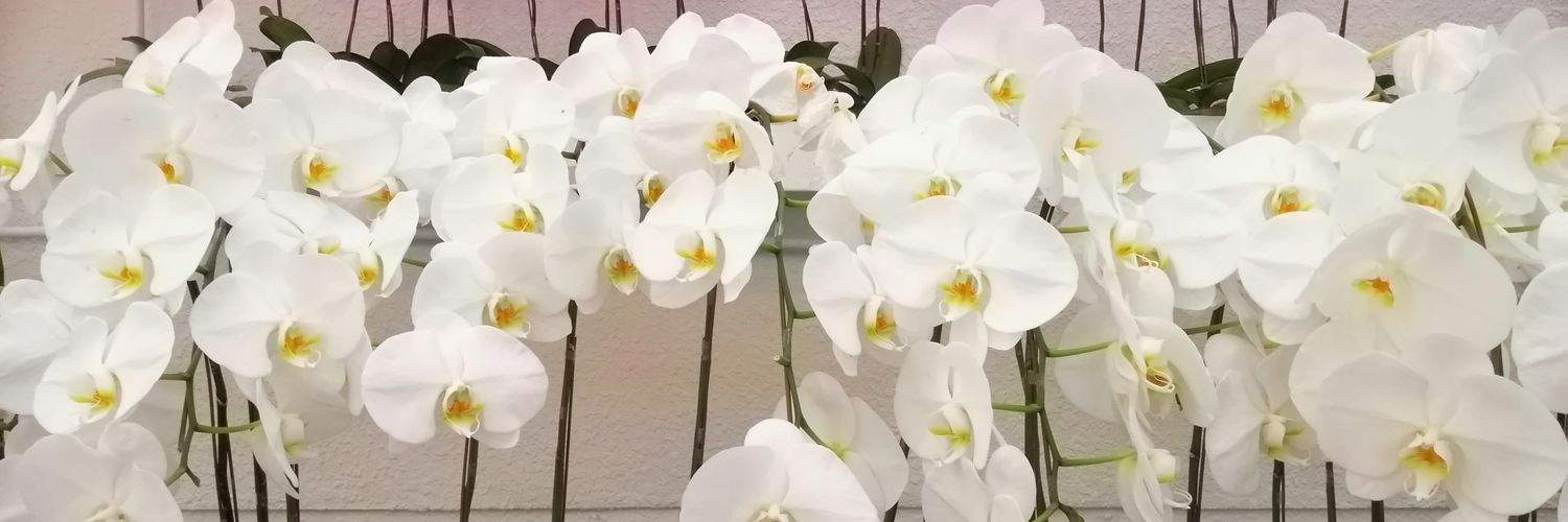 nurf27's profile banner image