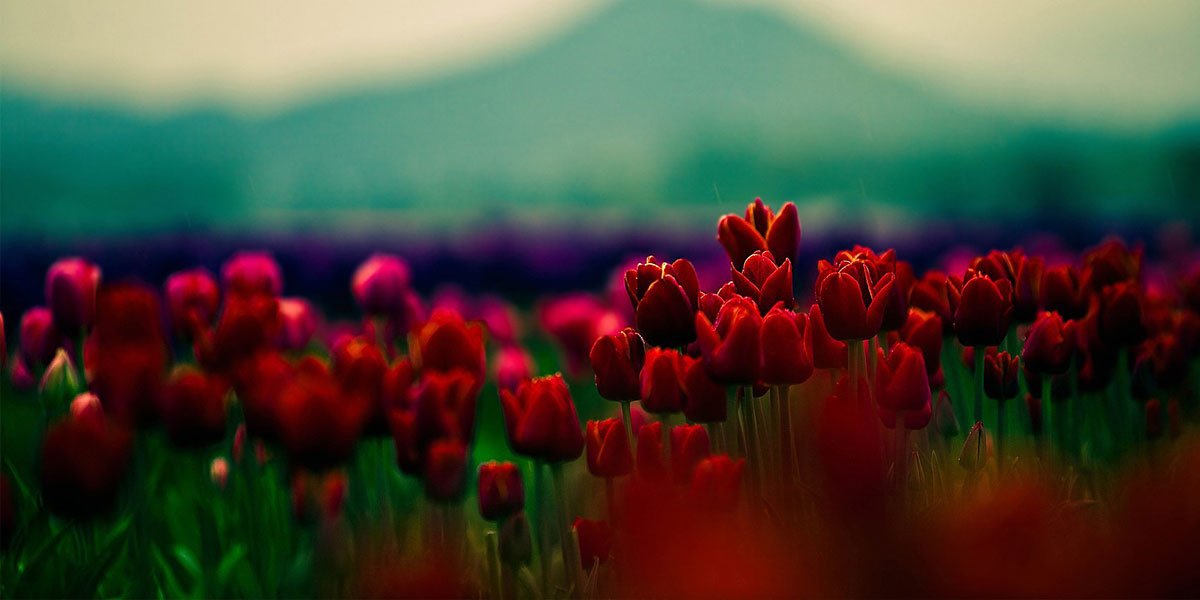 Al_a7laa's profile banner image