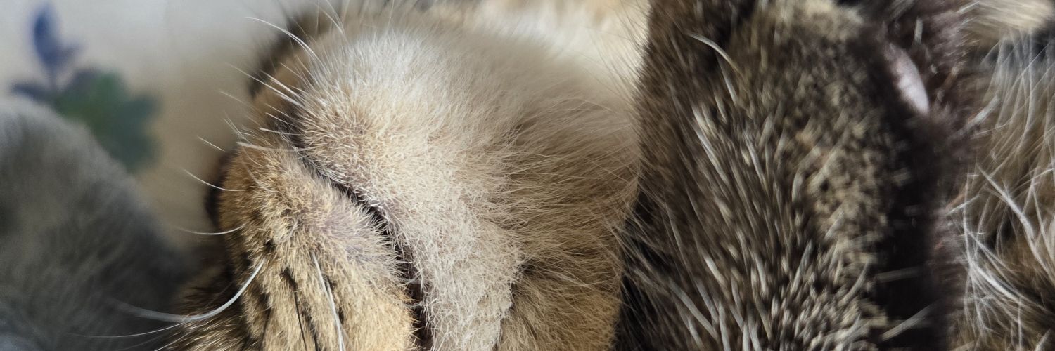 望月しし丸 banner