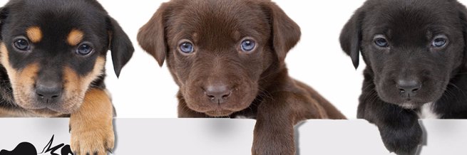 dogadvisorpro's profile banner image