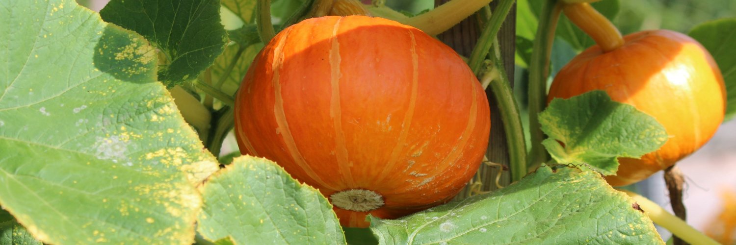 permaplanet's profile banner image