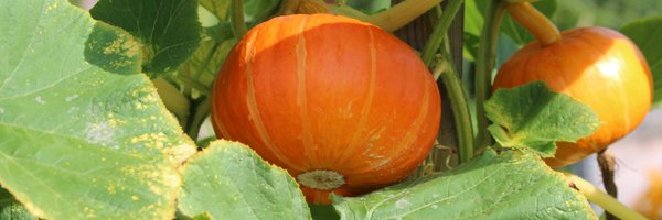 permaplanet Profile Banner