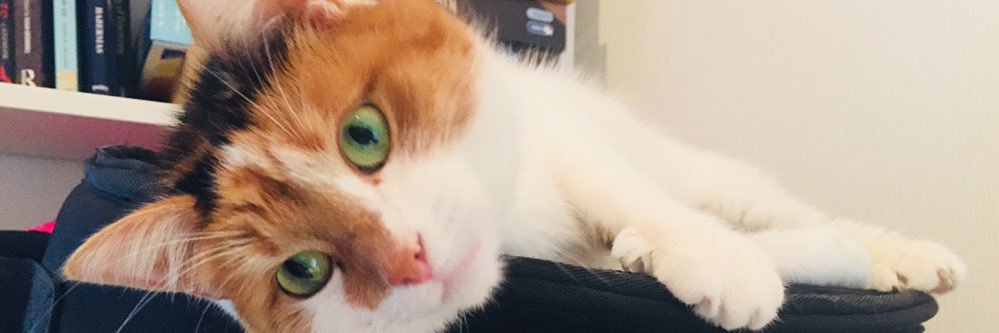 magic_tallulah's profile banner image