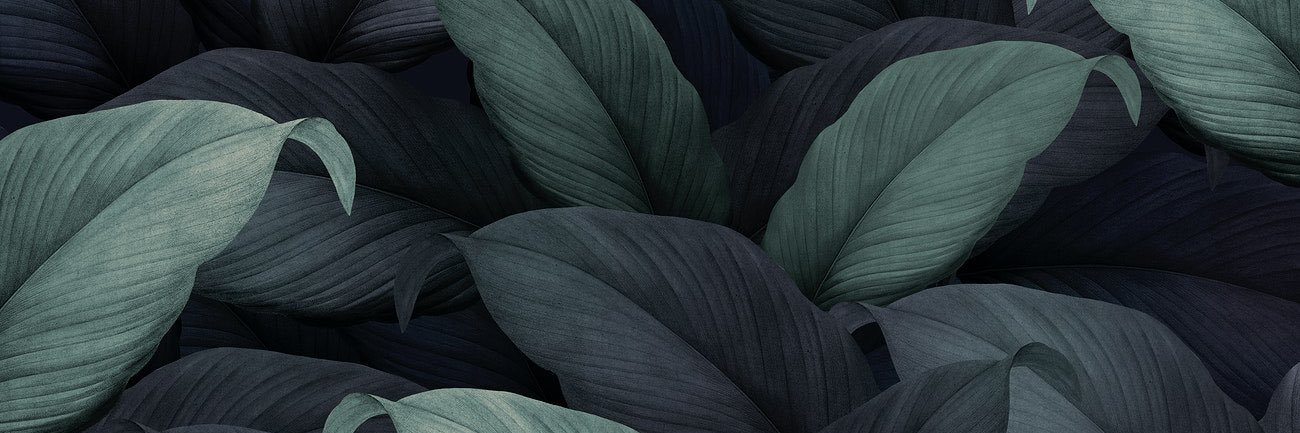 euneirophrenirm's profile banner image