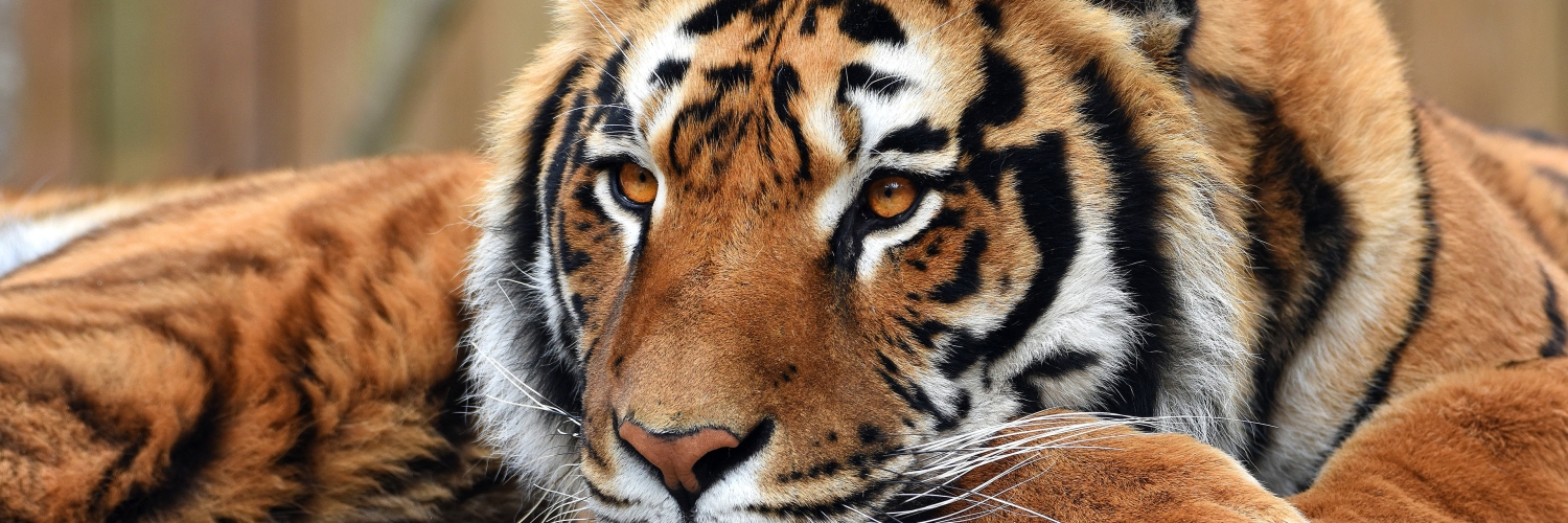 🐯🏳️‍🌈Tyro Tigerdemon 🏳️‍🌈🐯 banner