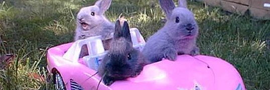 Rémi Despelchin banner