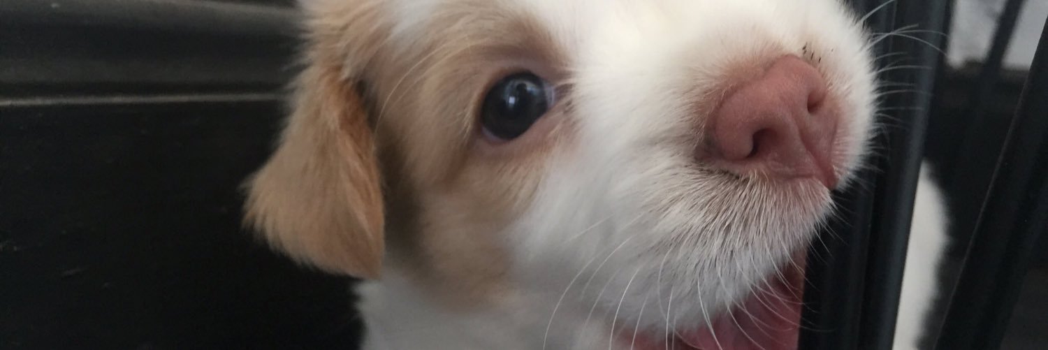 chocochilli's profile banner image