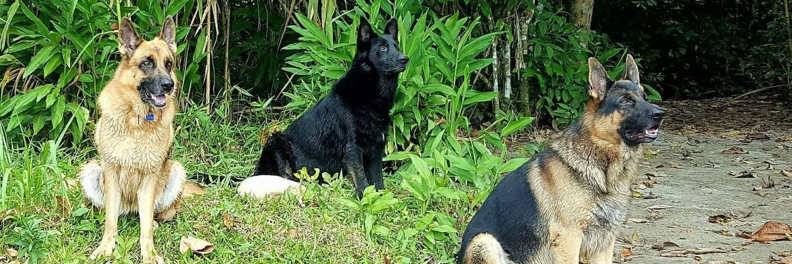 ✌🏼GRINGO✌🏼 banner