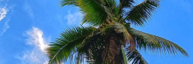 FRANCINE_MAX's profile banner image