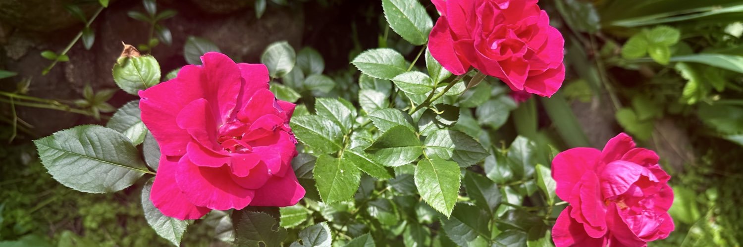 ***Иви***'s banner