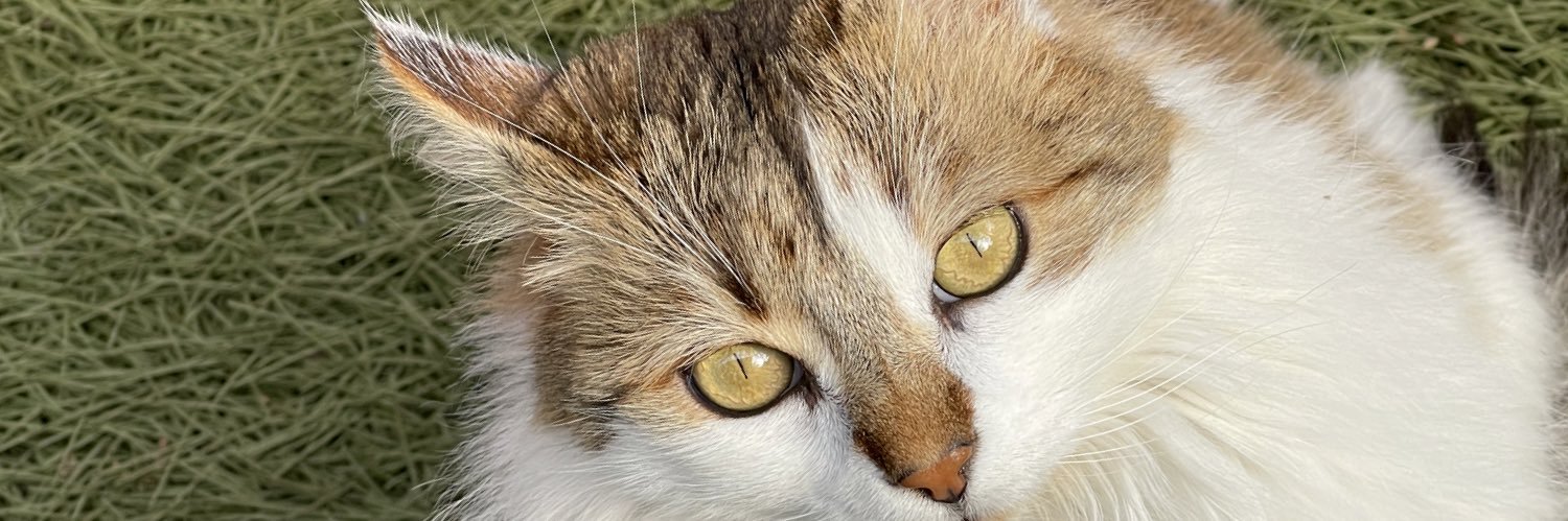 patiushka's profile banner image