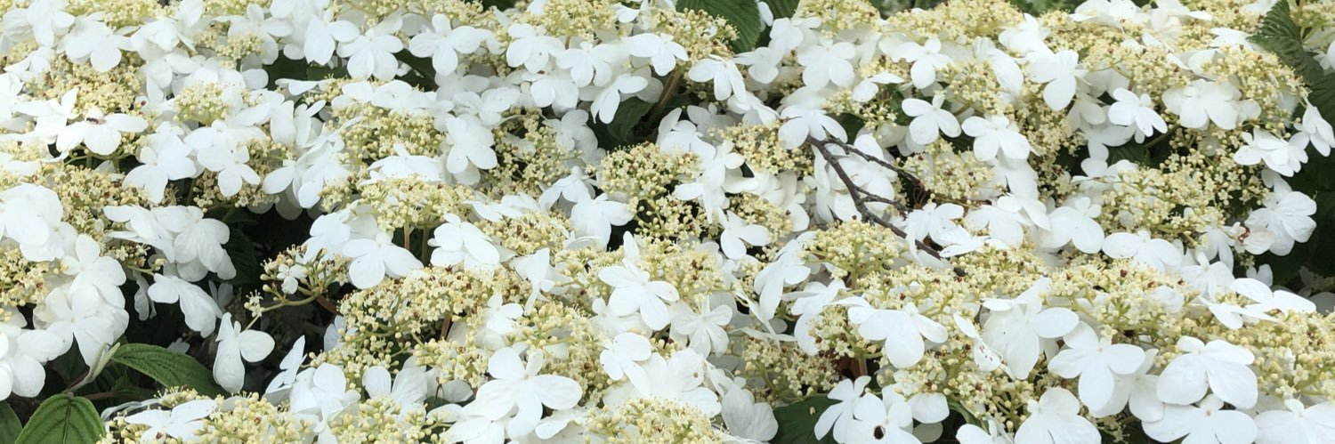 StephAGallagher's profile banner image