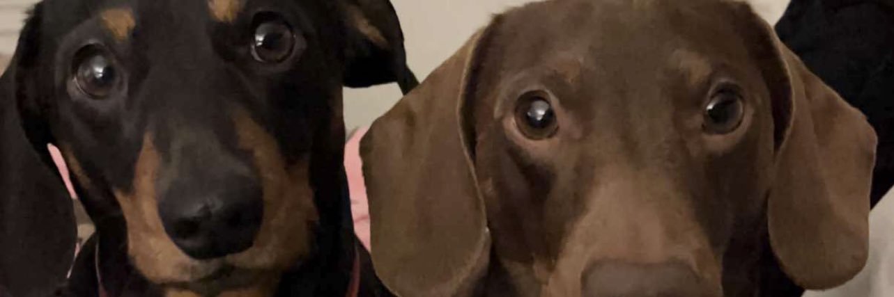 Chelseaagreenn's profile banner image