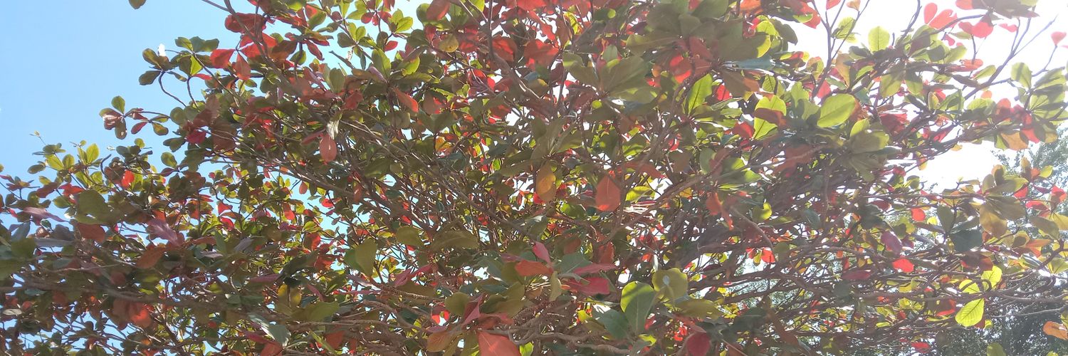• md • banner