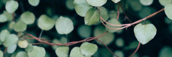 1kesso's profile banner image