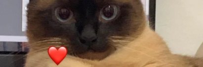 IagoMenta's profile banner image