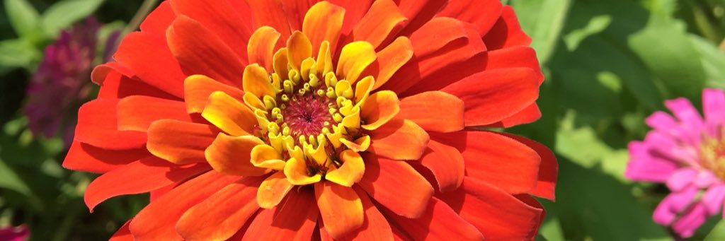 header image