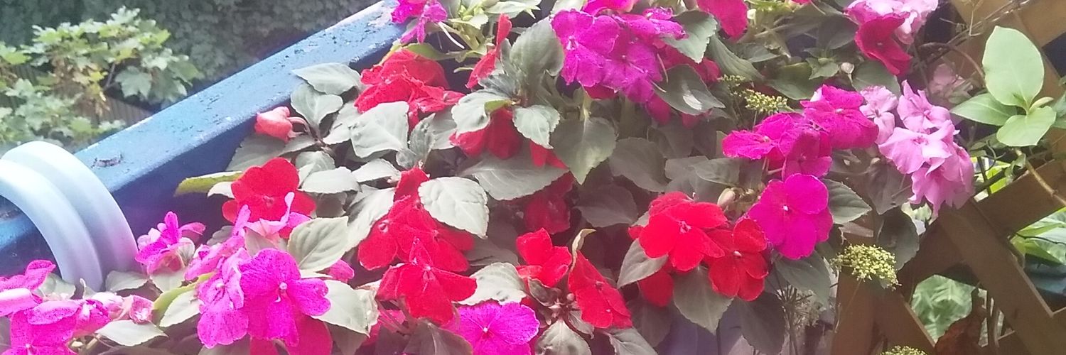 Anaokar's profile banner image