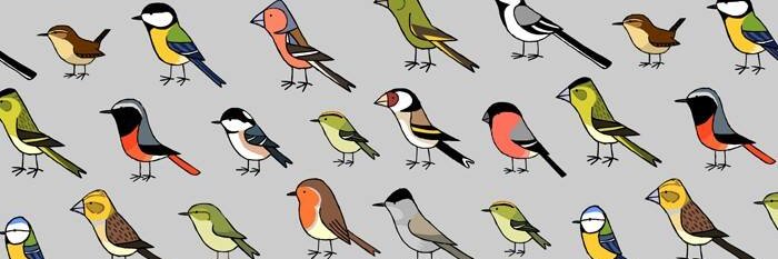 Avistamiento de Aves banner