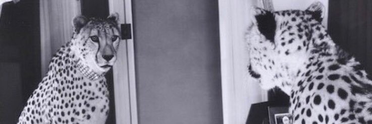 MeganSealey4's profile banner image