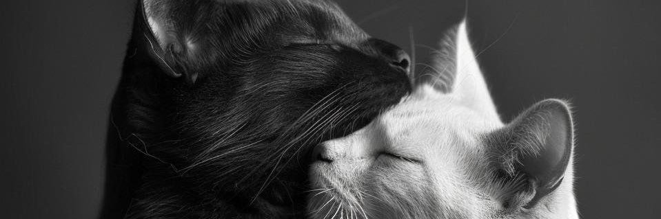 marc_geoo's profile banner image