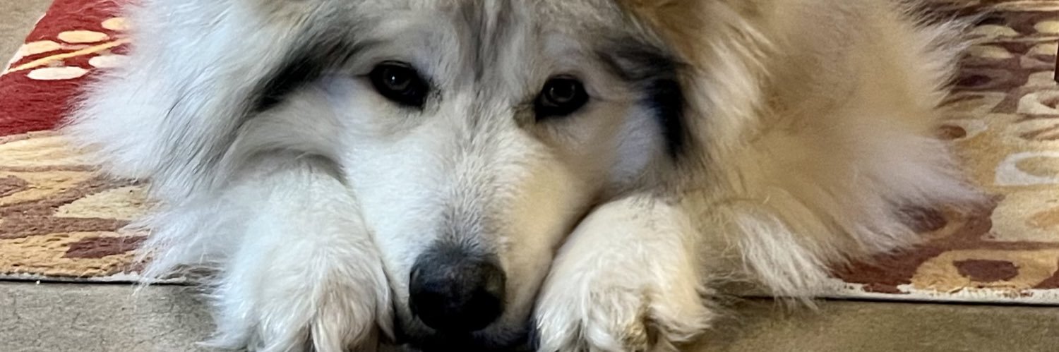 Lisapodgorsek's profile banner image