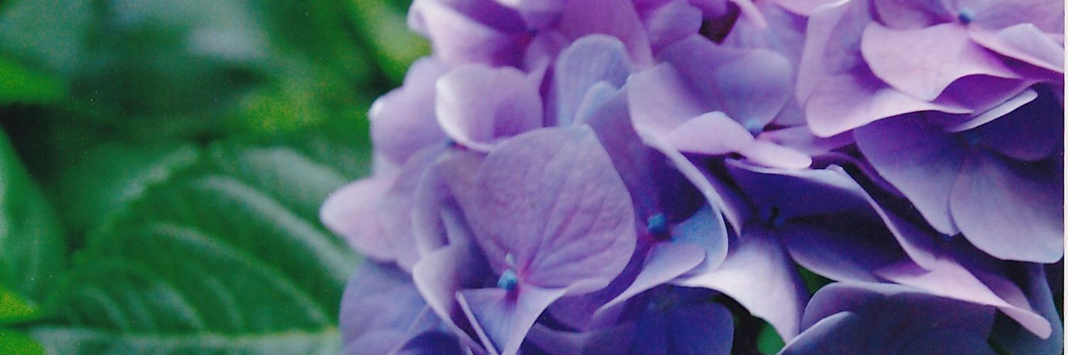 hohoIloid's profile banner image