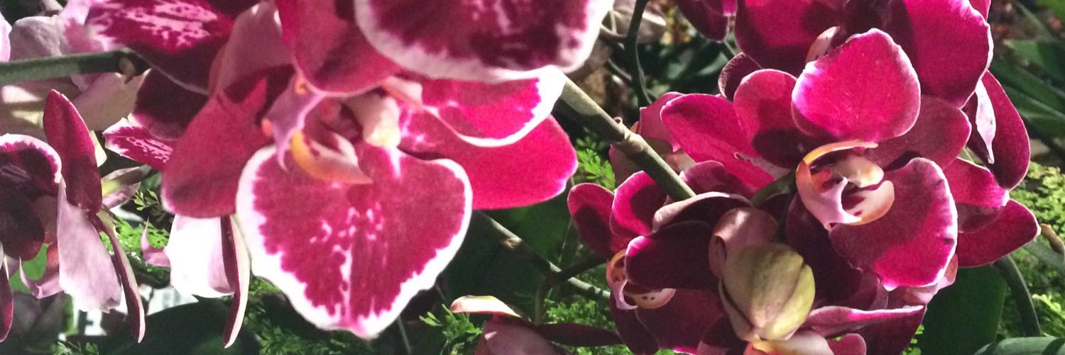 CreagerColePR banner