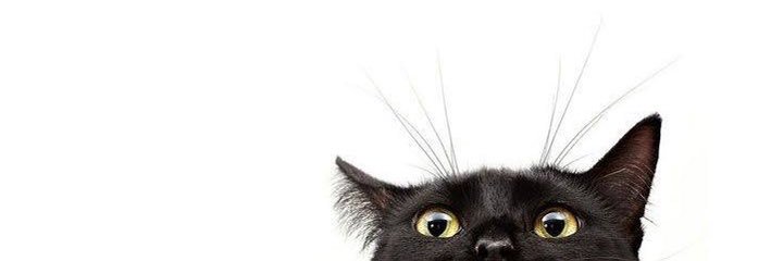 GATO PRETO 🐈‍⬛ banner