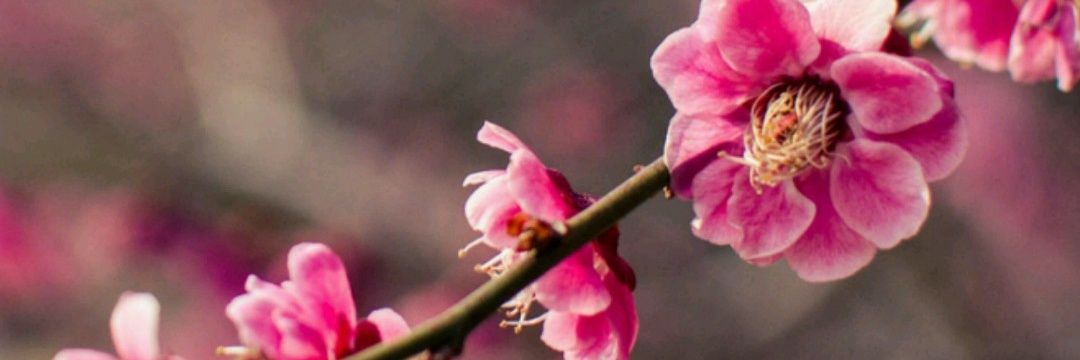 SimonaAngio's profile banner image