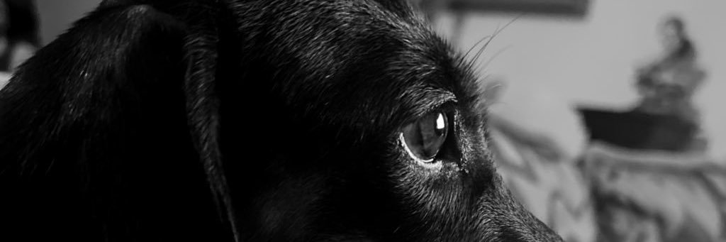 iamichh's profile banner image